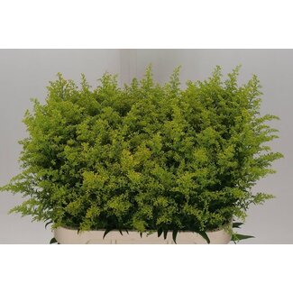 Freshy Solidago Echte Guldenroede “Tara” | Kleur: Geel | Lengte ± 80 centimeter | Per 25 stelen