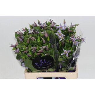Freshy Clematis "Star River" | Kleur: Blauw | Lengte ± 60 centimeter | Per 10 stelen