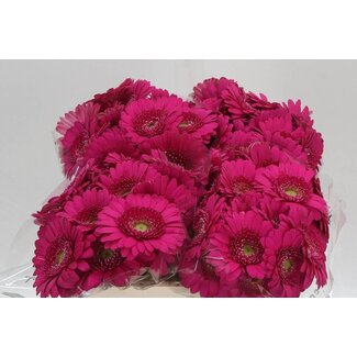 Freshy Germini Aqua "Caressa" | Kleur: Roze | Lengte ± 50 centimeter | Per 20 stelen