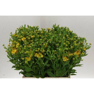Freshy Helenium Kanaria
