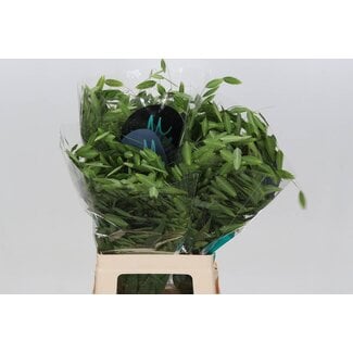 Freshy Chasmanthium Latifolium "Mantis" | Kleur: Groen | Lengte ± 70 centimeter | Per 50 stelen