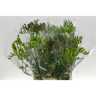 Freshy Freesia enkel Gemengd 5 Kl
