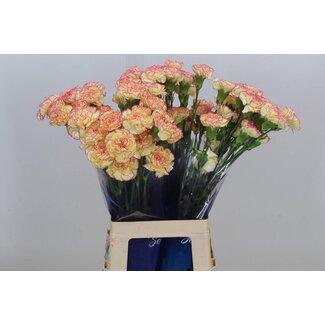 Freshy Anjer Funza Lang “Viana Hi” | Kleur: Geel | Lengte ± 70 centimeter | Per 20 stelen