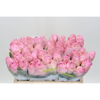 Freshy Grootbloemige Rozen “Heidi” | Kleur: Roze | Lengte ± 50 centimeter | Per 20 stelen