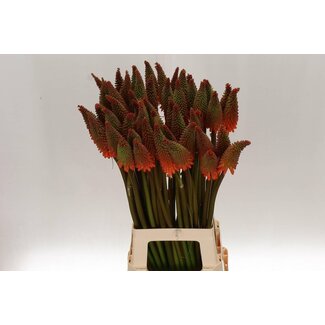Freshy Kniphofia Alcazar Raketlelie | Kleur: Oranje | Lengte ± 75 centimeter | Per 10 stelen