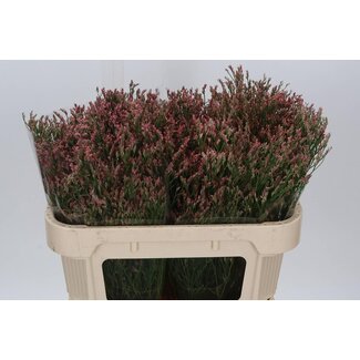 Freshy Limonium Statice Sinuata “Maxim Diamond” | Kleur: Roze | Lengte ± 70 centimeter | Per 25 stelen
