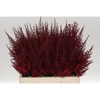 Freshy Astilbe Arendsii “Paul Gaarder” | Kleur: Rood | Lengte ± 60 centimeter | Per 10 stelen