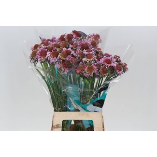 Freshy Scabiosa Atropurpurea “Scoop Bicolor Pink” | Kleur: Paars | Lengte ± 70 centimeter | Per 25 stelen