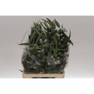 Freshy Eucalyptus Boule + Leaves 400gr (p. bos)