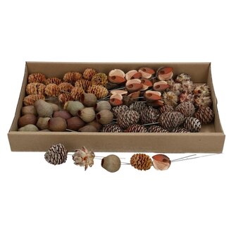 4A Assortiment de pics de pomme de pin de Leucadendron séchés | Couleur : Brun | Par 80 pics