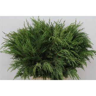 Freshy Conifeer Takken | ● Green | ↕ ± 55 cm | 10 takken per bos | x 5 fresh bouquets | frische Sträuße | verse bossen | bouquets fraîches