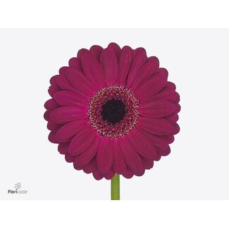 Freshy Germini * 65 Cm Platini x20