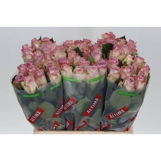 Freshy Rozen “Memory Lane” | ● Pink | ↕ ± 60 cm | x 20 fresh roses | frische Rosen | verse rozen | roses fraîches