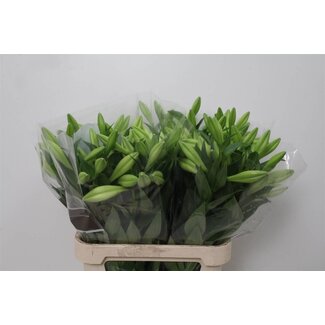 Freshy Lelie Longiflorum Aqua “Watch Up” | ● White | 3 bloemen | ↕ ± 90 cm | x 10 fresh flowers stems | frische Blumen stehlen | verse bloemenstelen | voler des fleurs fraîches
