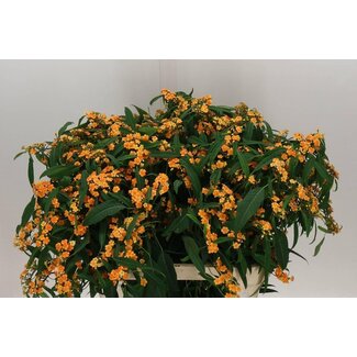 Freshy Euphorbia Fulgens Wolfsmelk “Tiny Sunstream” | ● Orange | ↕ ± 80 cm | x 10 fresh flowers stems | frische Blumen stehlen | verse bloemenstelen | voler des fleurs fraîches