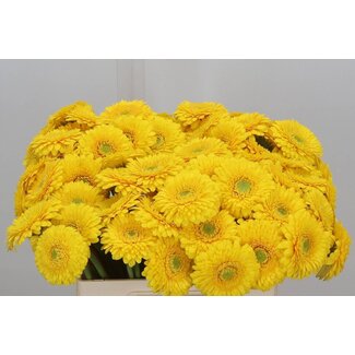 Freshy Germini Aqua Pomponi “Sunlight” | ● Yellow | ↕ ± 50 cm | x 20 fresh flowers | frische Blumen | verse bloemen | fleurs fraîches