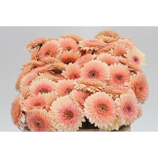 Freshy Germini Aqua “Bolero Tintin” | ● Pink | ↕ ± 50 cm | x 20 fresh flowers | frische Blumen | verse bloemen | fleurs fraîches
