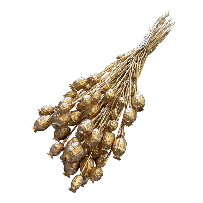 Getrockneter Schlafmohn | Farbe: Gold | Papaver Somniferum Trockenblumen | Länge ± 60 Zentimeter | Gewicht 100 Gramm | Pro Bund