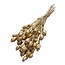 Getrockneter Schlafmohn | Farbe: Gold | Papaver Somniferum Trockenblumen | Länge ± 60 Zentimeter | Gewicht 100 Gramm | Pro Bund