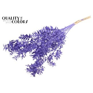 QC Dried Ruscus | Colour: Purple | Butcher's Broom Dried Flowers | Length ± 70 centimetres | Per 10 stems