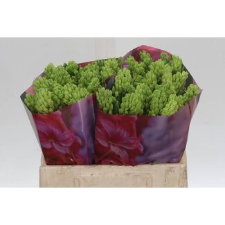 Freshy Hyacinthus Hyacint “Blue Future” | ● Blue | ↕ ± 30 cm | x 25 fresh flowers | frische Blumen | verse bloemen | fleurs fraîches
