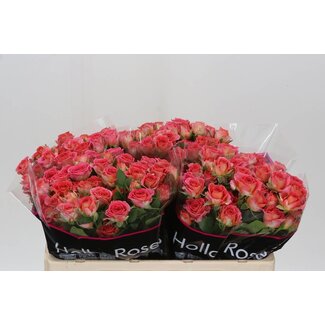 Freshy Hollandse Trosroos “Chimo” | ● Pink | ↕ ± 50 cm | x 10 fresh roses | frische Rosen | verse rozen | roses fraîches