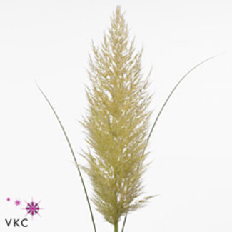 Freshy Cortaderia Selloana Pampasgras “Evita” | ● White | ↕ ± 110 cm | x 10 fresh flowers stems | frische Blumen stehlen | verse bloemenstelen | voler des fleurs fraîches