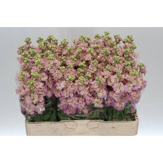 Freshy Violier “Stox Champagne” | ● Purple | ↕ ± 55 cm | x 10 fresh flowers stems | frische Blumen stehlen | verse bloemenstelen | voler des fleurs fraîches