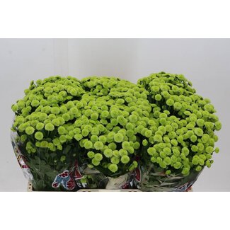 Freshy Chrysanthemum Chrysant Santini “Mad Minty Boane” | ● Green | ↕ ± 55 cm | x 25 fresh flowers stems | frische Blumen stehlen | verse bloemenstelen | voler des fleurs fraîches