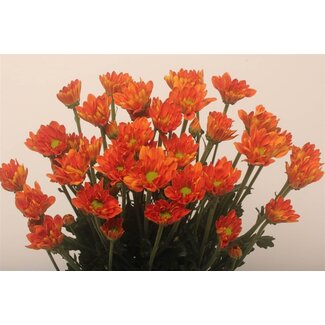 Freshy Troschrysant Chrysanthemum “Marcato” | ● Orange | ↕ ± 72 cm | x 10 fresh flowers stems | frische Blumen stehlen | verse bloemenstelen | voler des fleurs fraîches