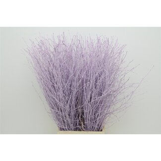 Freshy Betula Berkentakken Milka Paars | ● Purple | ↕ ± 60 cm | x 5 fresh branches | frische Zweige | verse takken | branches fraîches