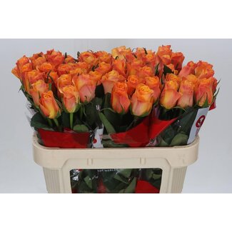 Freshy Rozen “Suncatcher” | ● Yellow Orange | ↕ ± 70 cm | x 10 fresh roses | frische Rosen | verse rozen | roses fraîches