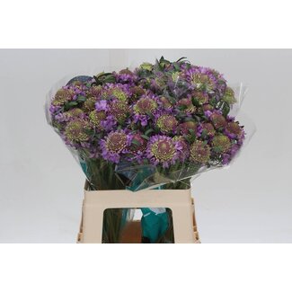 Freshy Scabiosa At Bb Scoop Ube