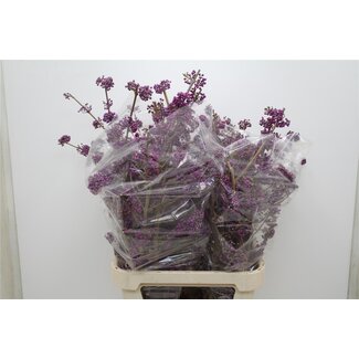 Freshy Callicarpa Schoonvrucht Bodinieri “Profusion” Biologisch | ● Purple | ↕ ± 100 cm | x 10 fresh branches | frische Zweige | verse takken | branches fraîches
