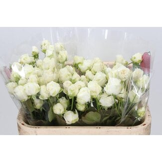Freshy Trosroos “Miss Bombastic” | ● White | ↕ ± 70 cm | x 10 fresh roses | frische Rosen | verse rozen | roses fraîches