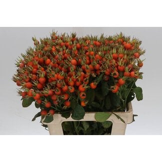 Freshy Rozen “Pumpkin Orange” | ● Orange | ↕ ± 60 cm | x 25 fresh roses | frische Rosen | verse rozen | roses fraîches