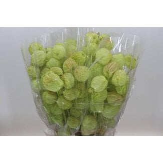 Freshy Asclepias Zijdeplant “Moby Dick” | ● White | ↕ ± 70 cm | x 2 fresh flower bouquets | frische Blumensträuße | bossen verse bloemen | bouquets de fleurs fraîches
