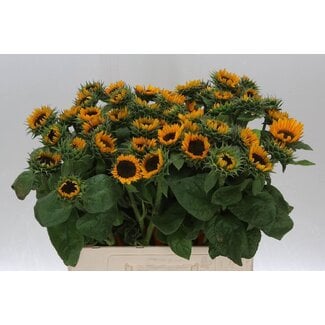 Freshy Helianthus Zonnebloem “Sonja” | ● Yellow | ↕ ± 60 cm | x 10 fresh flowers stems | frische Blumen stehlen | verse bloemenstelen | voler des fleurs fraîches