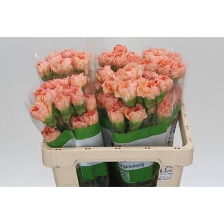 Freshy Korte Anjer Funza “Ares Orange” | ● Salmon Pink | ↕ ± 50 cm | x 20 fresh flowers | frische Blumen | verse bloemen | fleurs fraîches