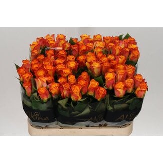Freshy Rozen “Marie-Claire” | ● Yellow Orange | ↕ ± 80 cm | x 10 fresh roses | frische Rosen | verse rozen | roses fraîches