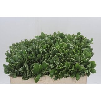 Freshy Pittosporum Tobira “Ilan” | ● Green | ↕ ± 50 cm | x 50 fresh branches | frische Zweige | verse takken | branches fraîches