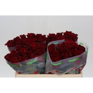 Freshy Rozen “Ever Red” | ● Red | ↕ ± 50 cm | x 20 fresh roses | frische Rosen | verse rozen | roses fraîches