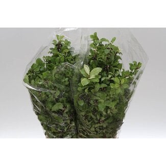 Freshy Pittosporum “Irene” | ● Green | ↕ ± 60 cm | x 5 fresh flower bouquets | frische Blumensträuße | bossen verse bloemen | bouquets de fleurs fraîches