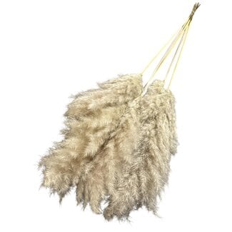 Dutch Dried Dried Pampas Plumes | Colour: Natural White | Pampas Dried Flowers | Length ± 100 centimetres | 5 stems per bunch | Per bunch