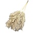 Dried Pampas Plumes | Colour: Natural White | Pampas Dried Flowers | Length ± 100 centimetres | 5 stems per bunch | Per bunch