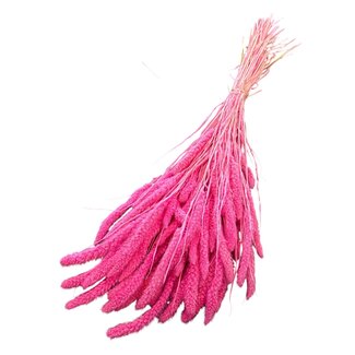 Casa Alegria Setaria séchée blanchie | Couleur : rose | Fleurs séchées Setarea | Longueur ± 60 centimètres | Poids 150 grammes | Par bouquet