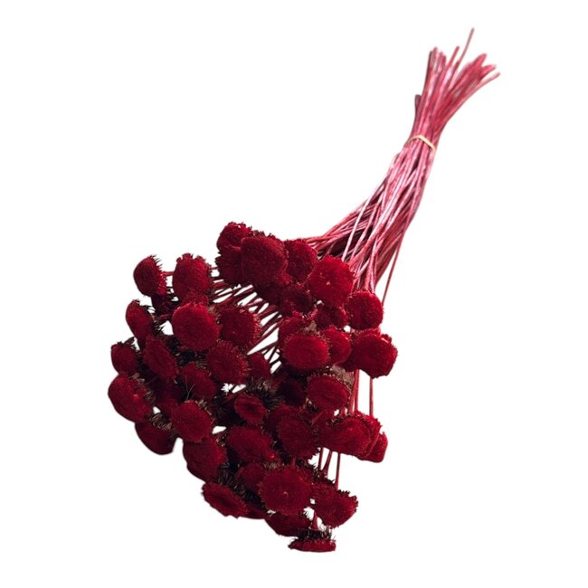 Botao sur tige | Couleur : rouge | Longueur de la tige à piquer ± 55 centimètres | Fleurs séchées à piquer | Poids 150 grammes | Par bouquet