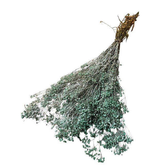 Konserviertes Schleierkraut | Farbe: Blau | Gypsophila Trockenblumen | Länge ± 65 Zentimeter | Gewicht 100 gram | Pro Bund