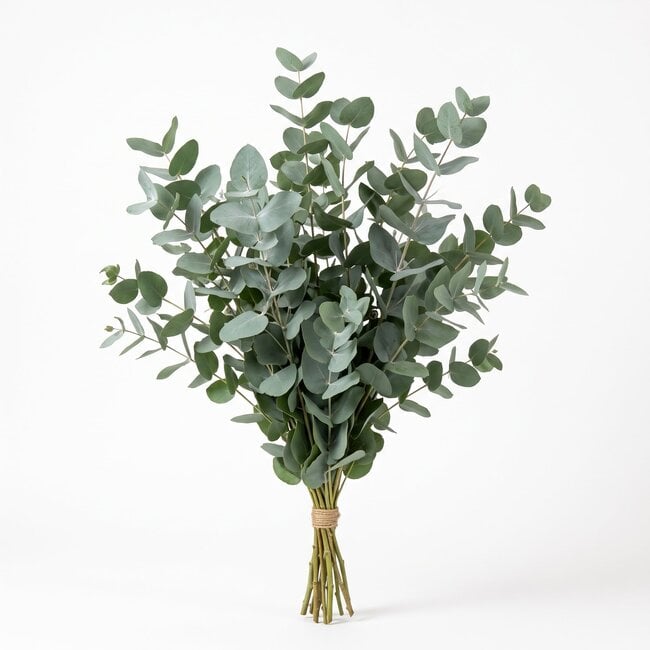 Eucalyptus Populus – Ein frischer, grüner Akzent für Ihre Einrichtung Der Online-Shop fuer Kreative