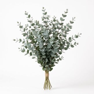 Freshy Frais Eucalyptus Gunnii d'Italie | Couleur: Vert Naturel | Fleurs Fraîches | Longueur ± 70 centimeter | Poids ± 300 gram | Par botte